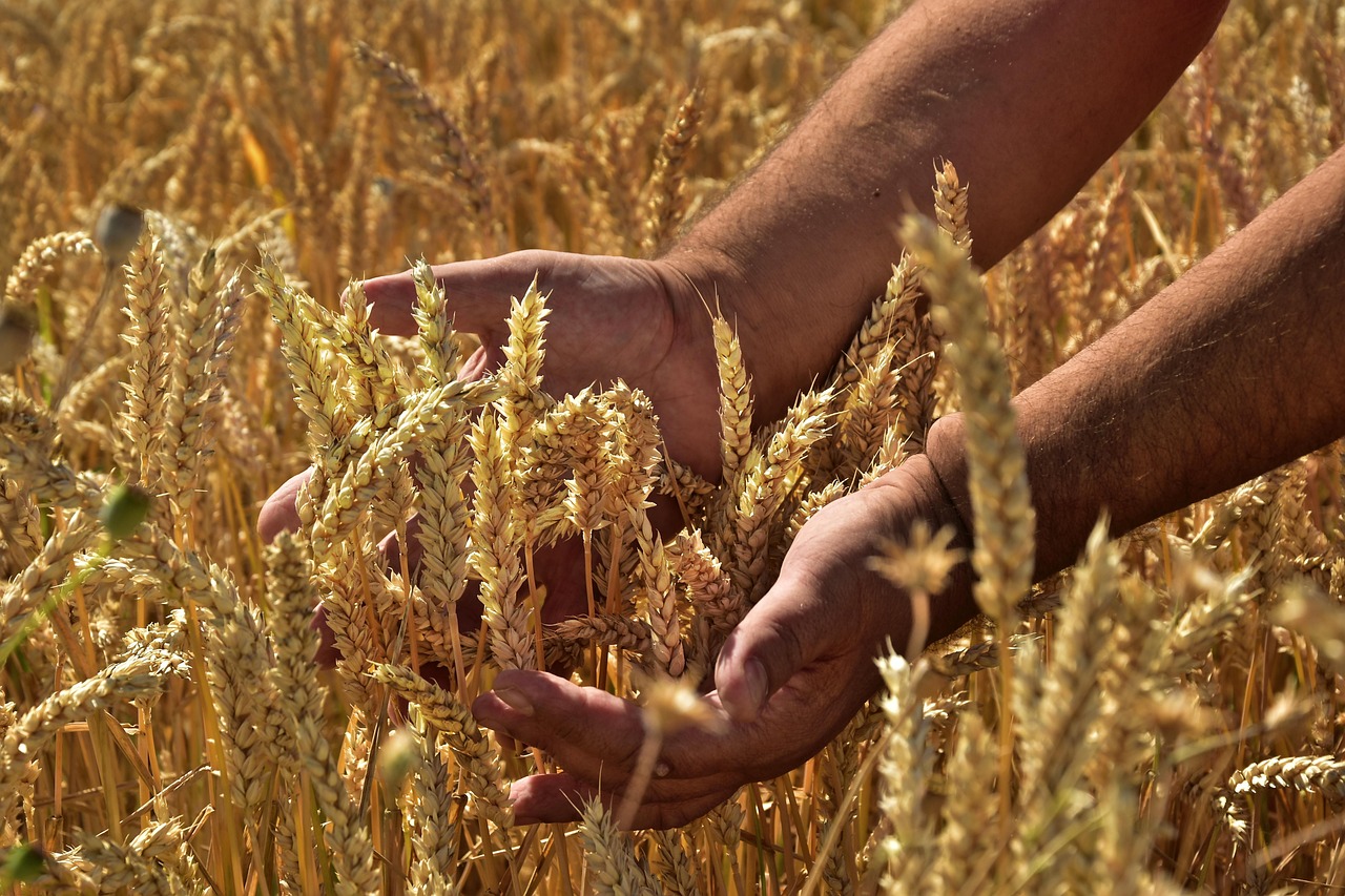 grain, corn stalks, spike, mature, hands, harvest time, matriculation examination, feeling, agriculture, farmer, food, farmer, farmer, farmer, farmer, farmer