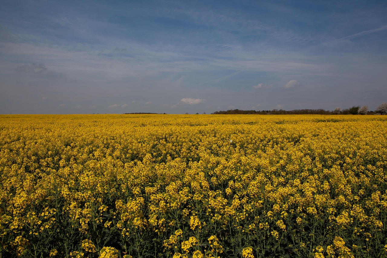 yellow flowers, oil seed rape, feild, osr, plants, yellow plants, farmland, farm land, oil, seed, countryside, blossom, blooming, farming, rural, agricultural, crop, agriculture, nature, environment, field, growth, season, feild, feild, feild, feild, feild