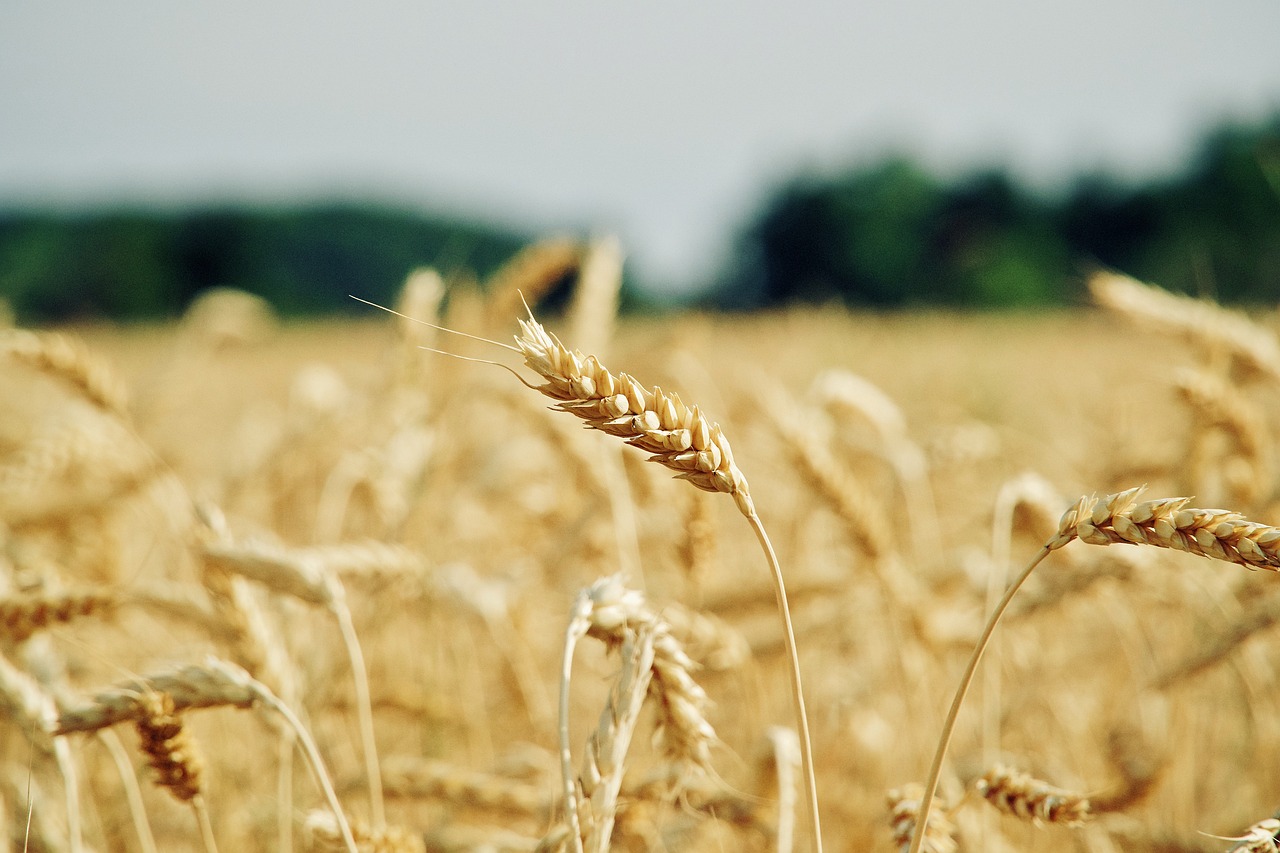 wheat, cereal grains, field, crop, plants, farm, countryside, agriculture, nature, closeup, wheat, wheat, wheat, wheat, wheat