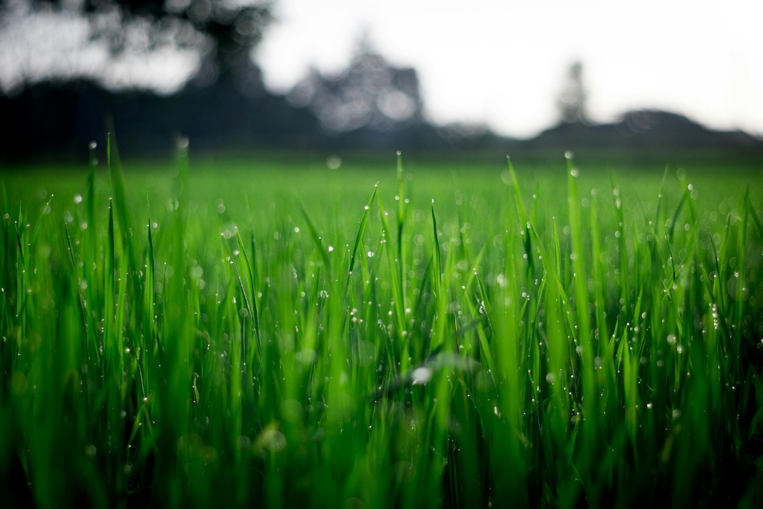 Close-up of lush green grass covered with morning dew in a rural field.