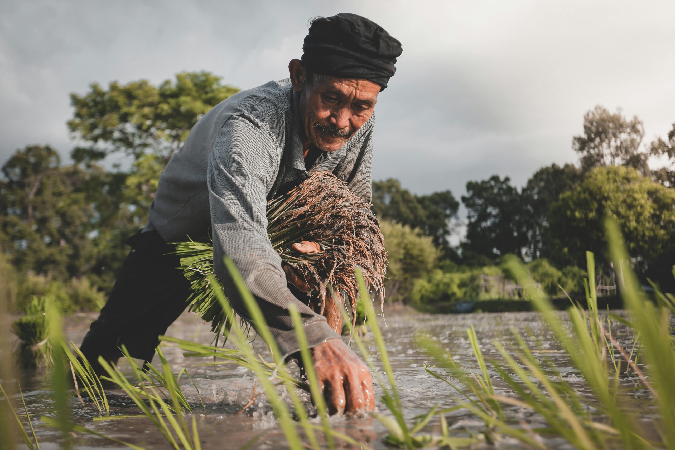 A senior farmer bends over a rice paddy in rural Thailand, capturing the essence of traditional agriculture.