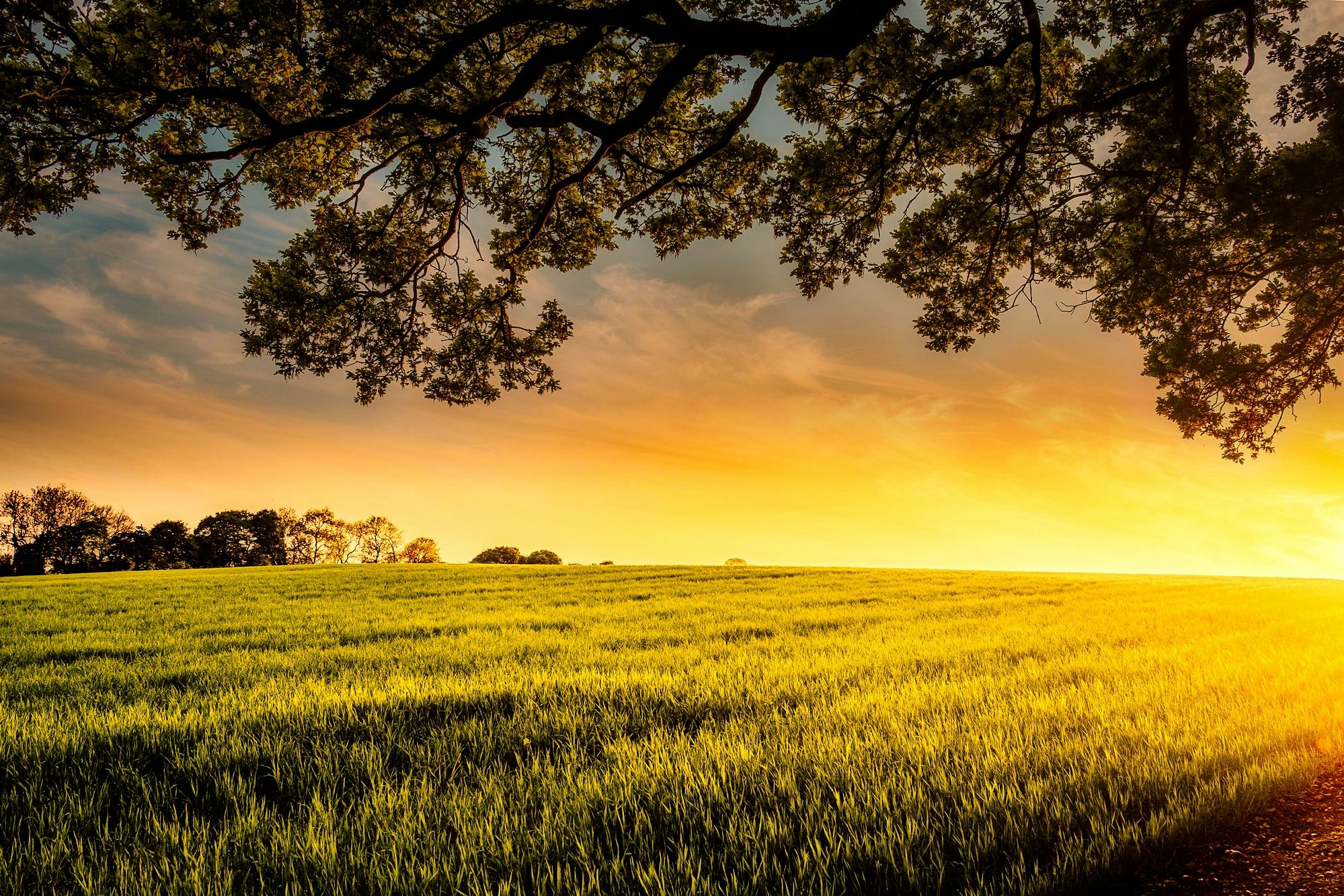 A serene sunset view over a lush green field with trees and a vibrant sky.