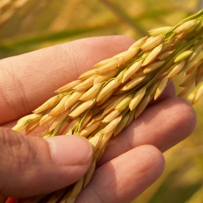 Detailed image of a hand gently cradling ripe rice grains, symbolizing harvest and agriculture.