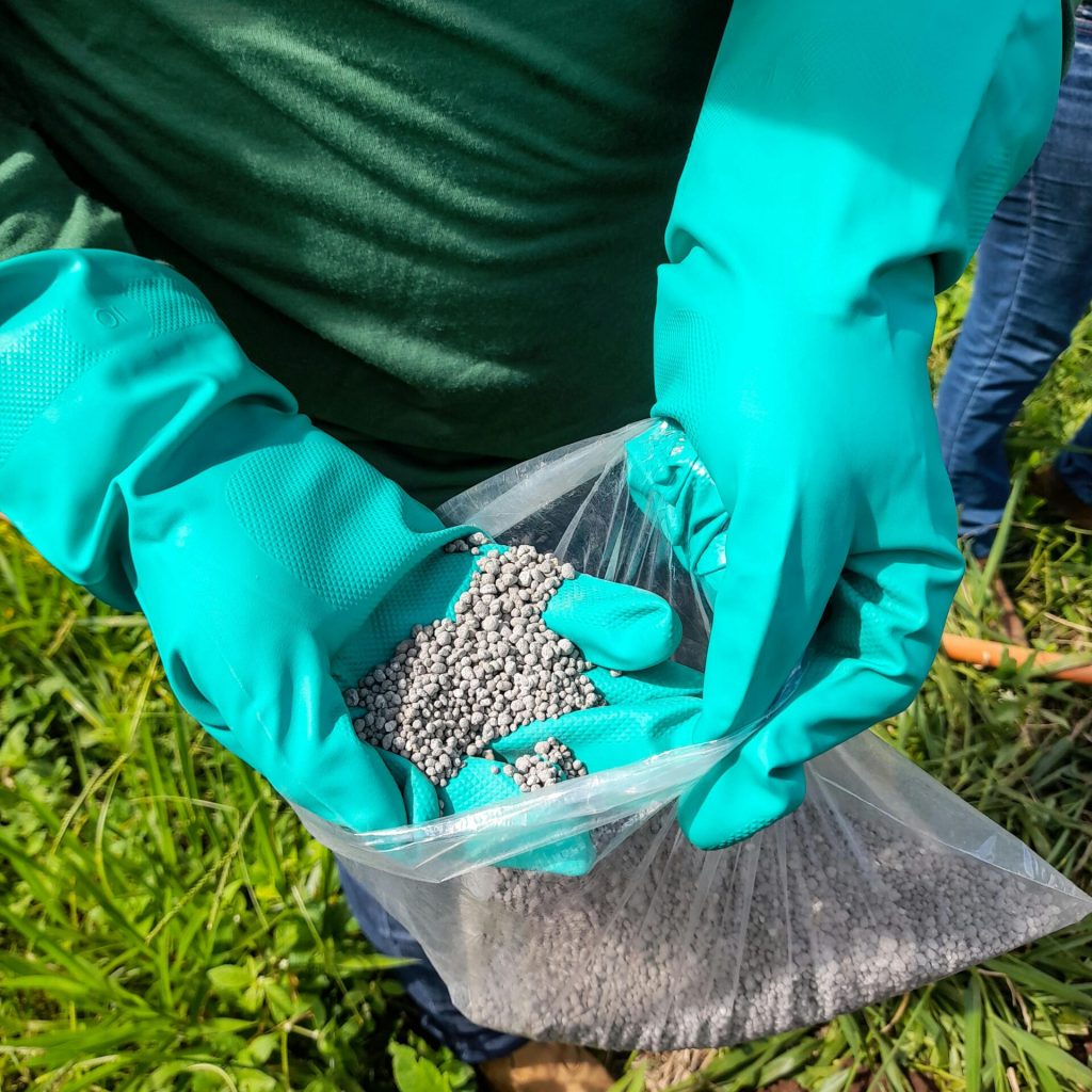 Close-up of a farmer holding fertilizer granules in green gloves in a rural field.